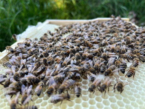 Bienen auf einer Wabe Imkerei KALEO siebengold Siebengebirge