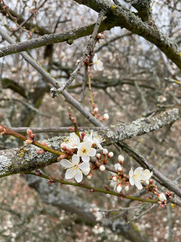 Kirschblüte Wildkirsche Imkerei KALEO siebengold Siebengebirge