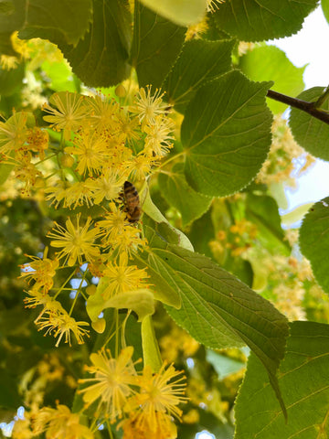 Lindenblüte Biene auf Lindenbaum Imkerei KALEO siebengold Siebengebirge Petersberg