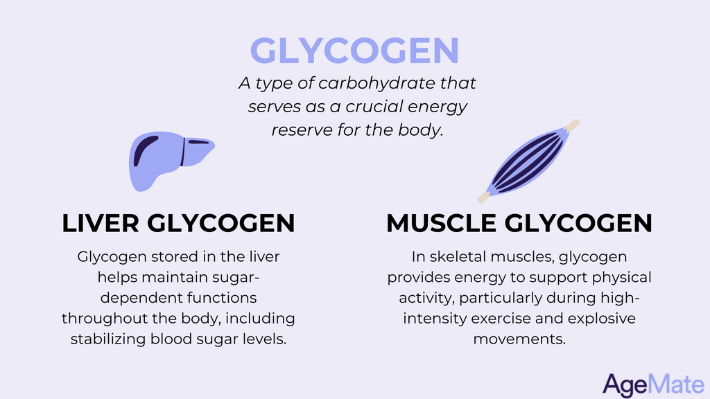 Glycogen storage in the liver and muscle