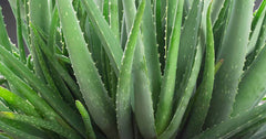 Aloe Vera Plant