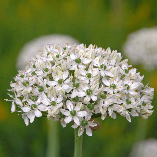 Alliums