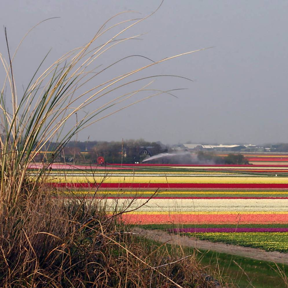 Tulpenfelder