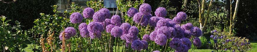 Alliums pflanzen 