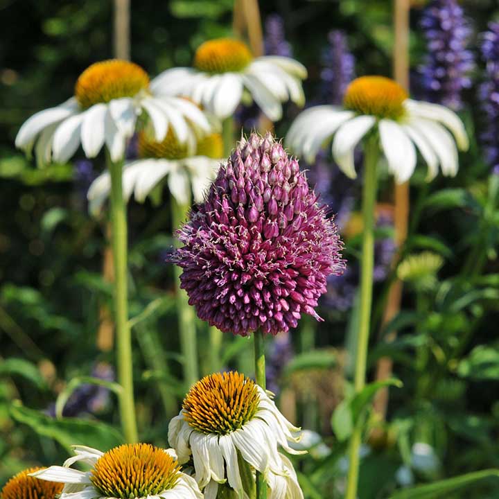 Alliums sind besser bekannt als Zierlauch