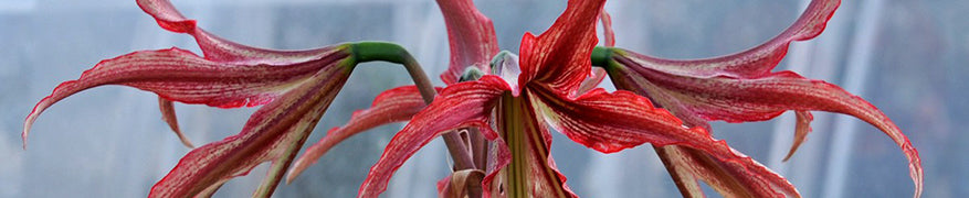 Amaryllis nach der Blüte