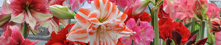 Amaryllis pflanzen