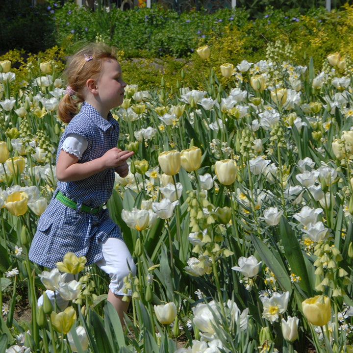 Blumenzwiebeln sind überall bei Fluwel