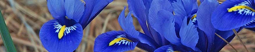 Blumenzwiebeln der Iris pflanzen