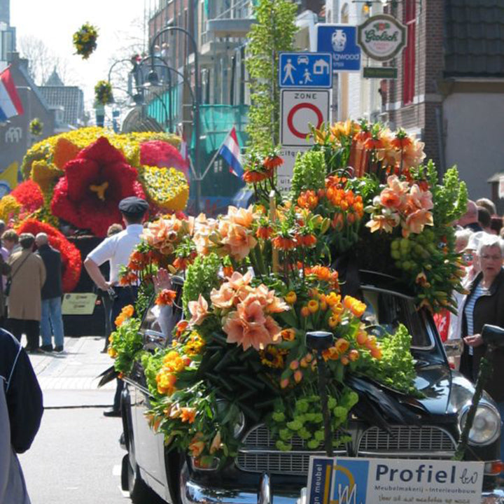 Blumenzwiebeln in den Niederlanden