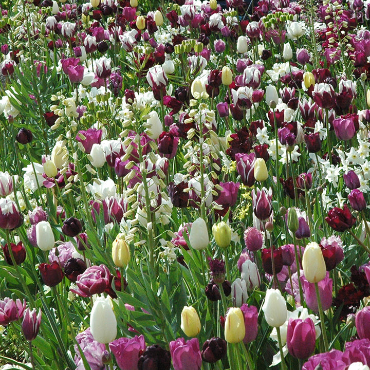 Blumenzwiebelninformationen auf Fluwel.de