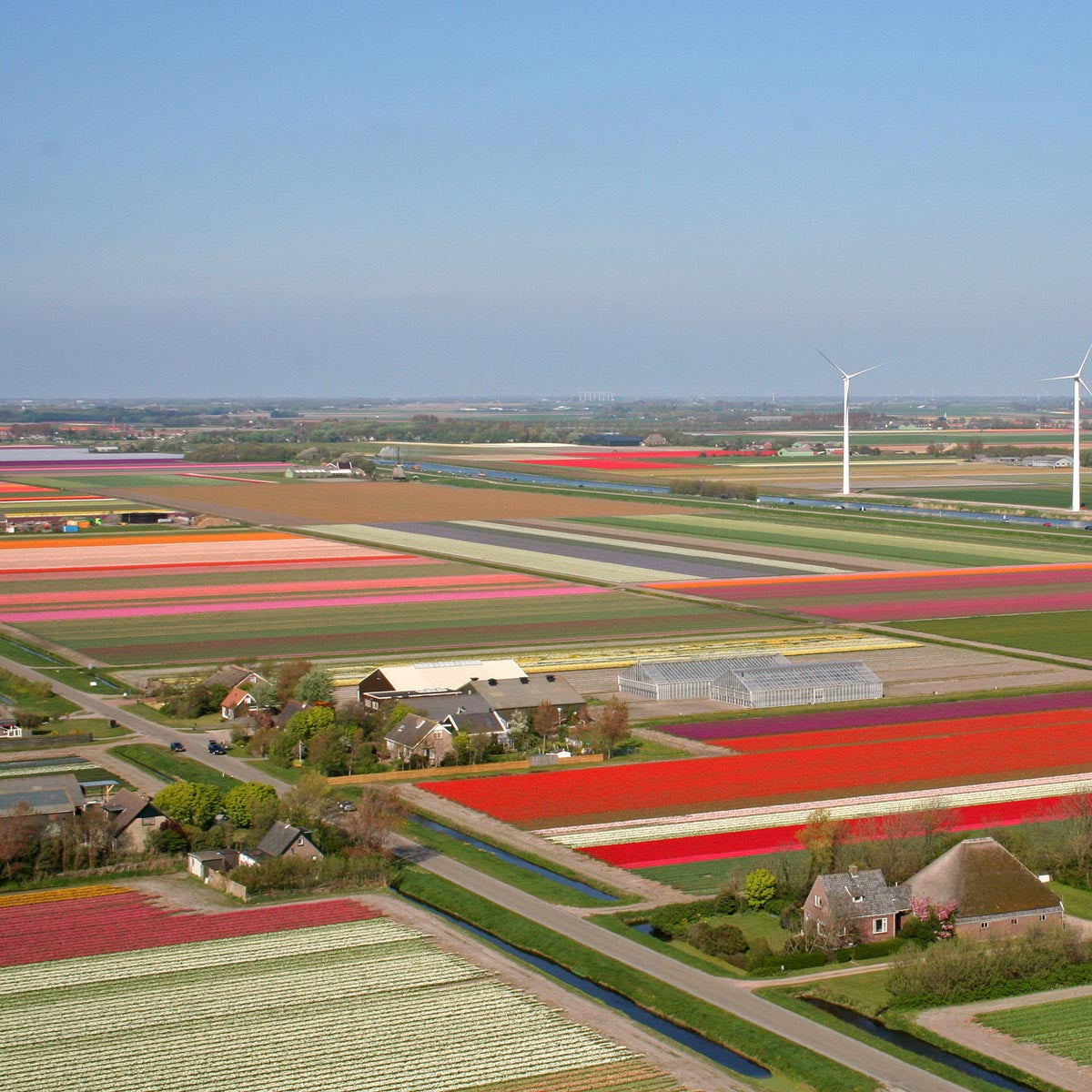 Tulpenfelder Noord Holland