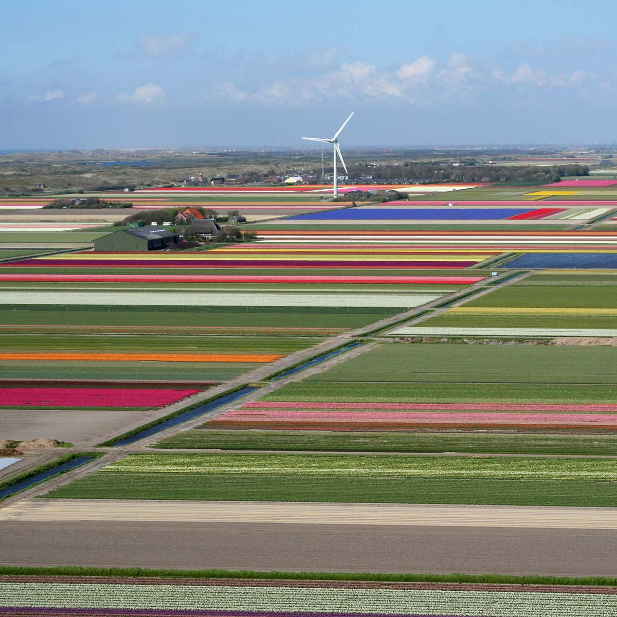 Tulpenfelder Noord Holland