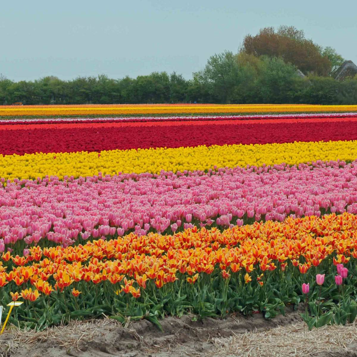 Tulpenfelder Noord Holland