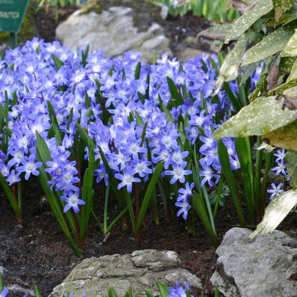 Chionodoxa blumenzwiebeln