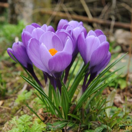 Krokusse blumenzwiebeln