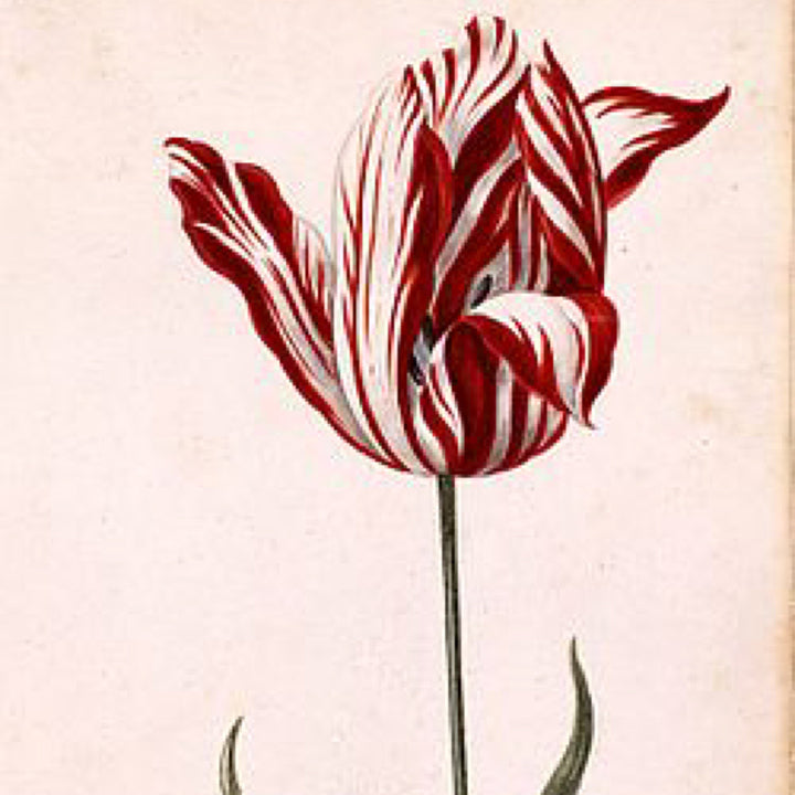 Gestohlene Tulpen