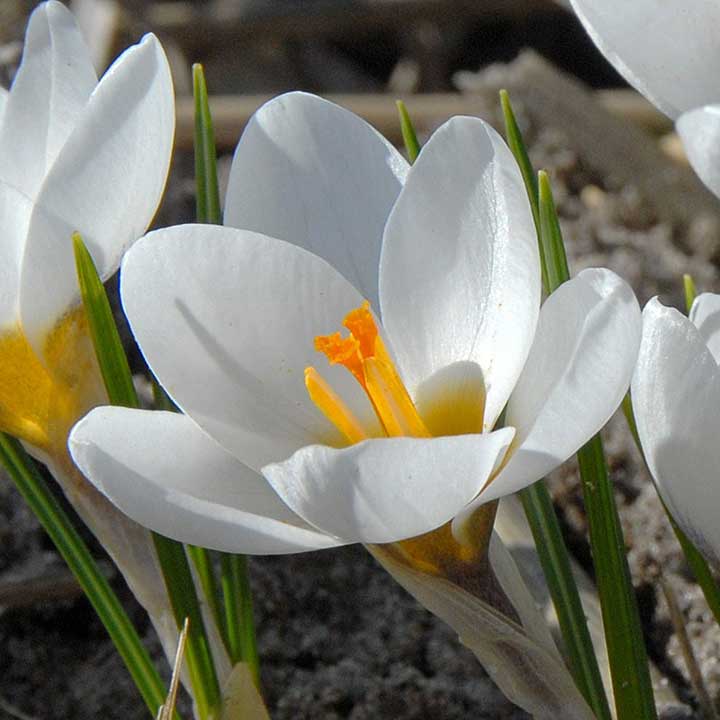 Krokusse pflegen