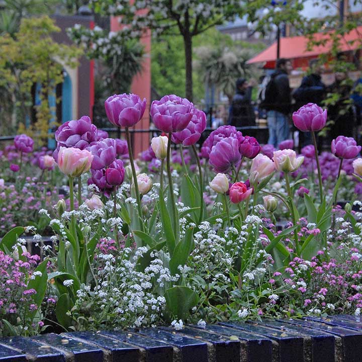 Land van Fluwel - alles über Tulpen