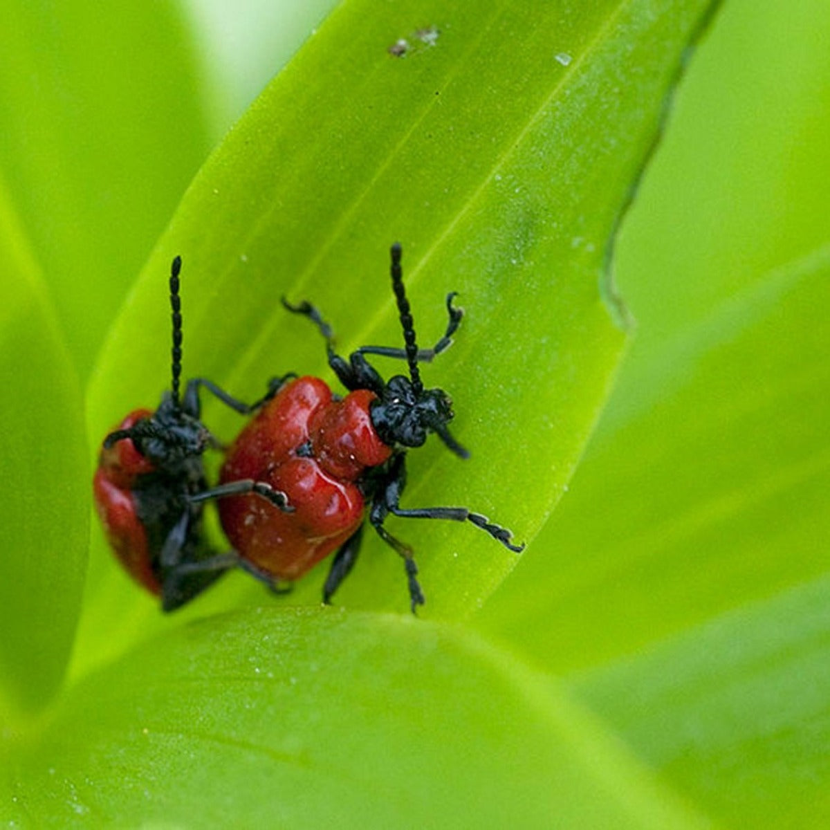 Lilienhähnchen