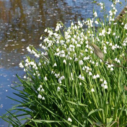 Leucojum