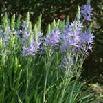 Planttip Camassia