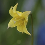 Planttip Erythronium