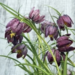 Planttip Fritillaria