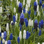 Planttip Muscari (blauwe druifjes)