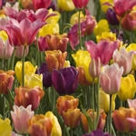 Planttip Tulpen