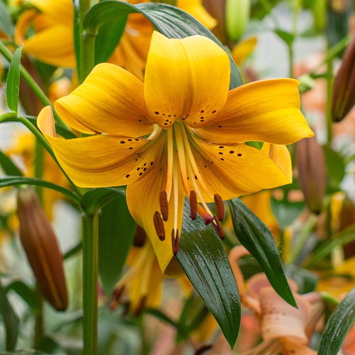 Sommerblühende Blumenzwiebeln