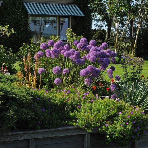 Allium und bienen