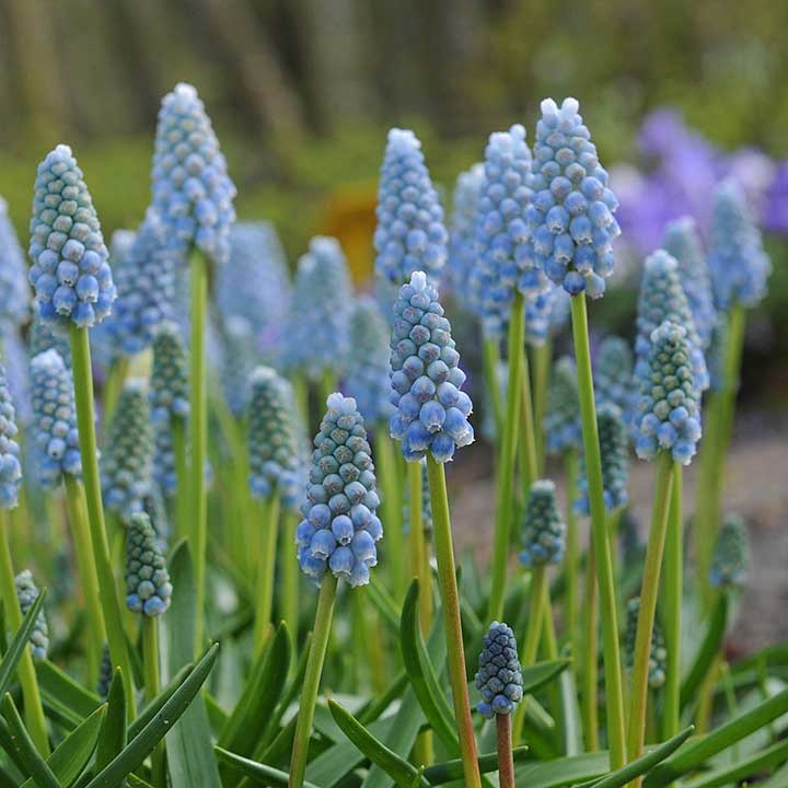 Traubenhyazinthen Blumenzwiebeln