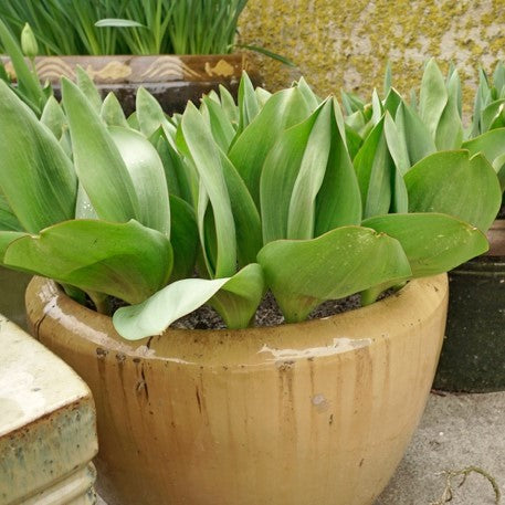 Tulpenzwiebeln in Töpfe pflanzen