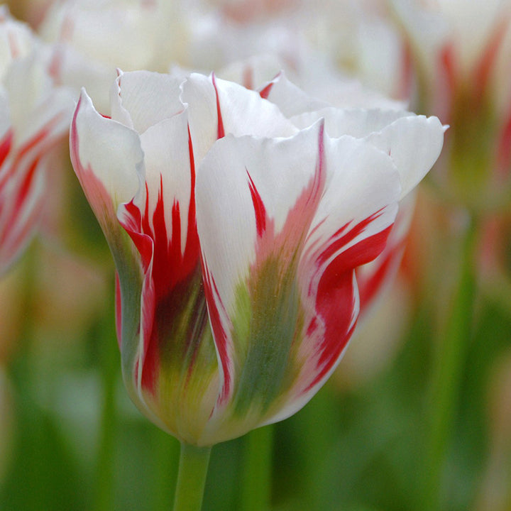 Tulpenzwiebeln in den Niederlanden