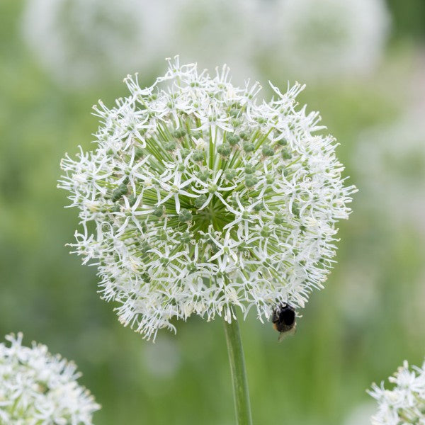 allium und bien