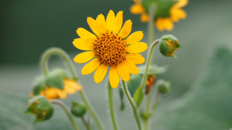 Les bienfaits de la fleur de tournesol : ce qu'il faut savoir