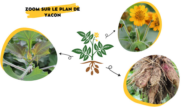 Tout savoir sur le yacon (poire de terre) : origine, bienfaits