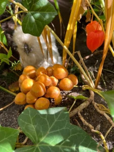 Huhn neben Pilzkultur