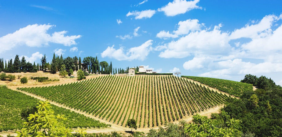 Blick auf Weinberg im Chianti