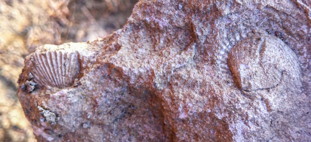 Domaine Ciringa Fossilien