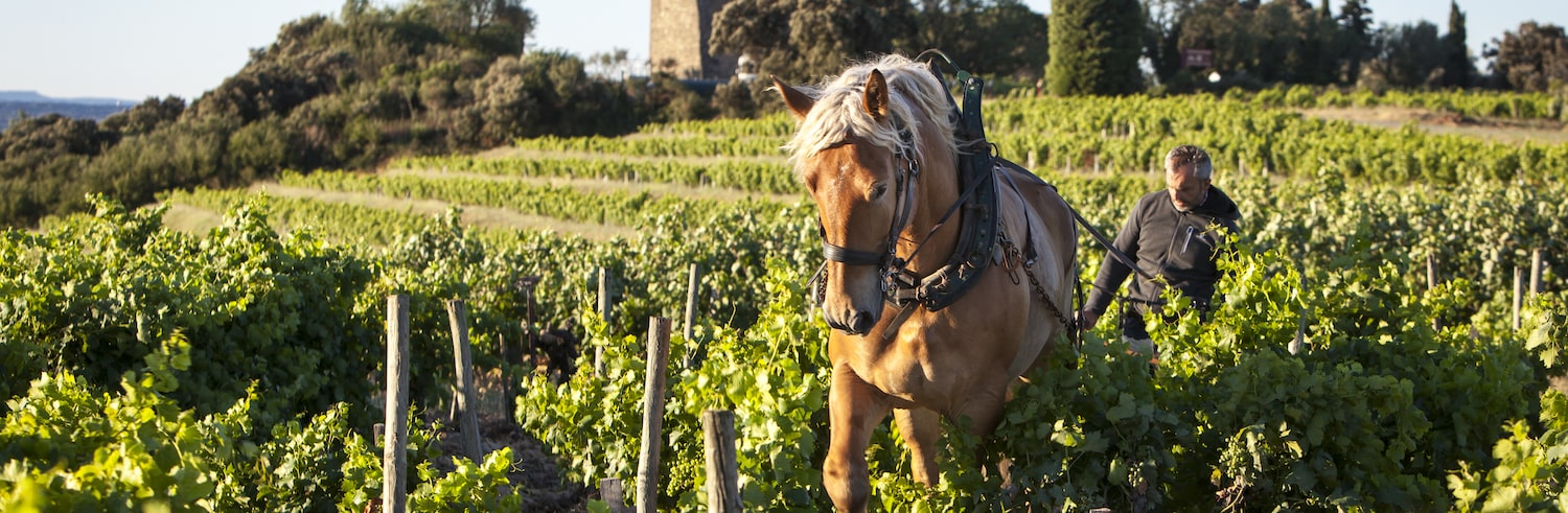Nahaufnahme einer Weißwein-Traube am Weinstock