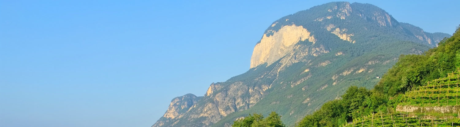 Weinberg im Trentino