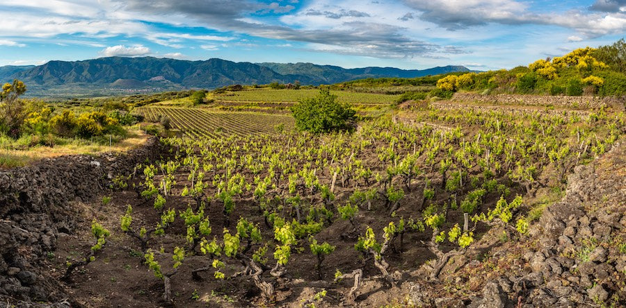 Weinbau am Ätna auf Sizilien