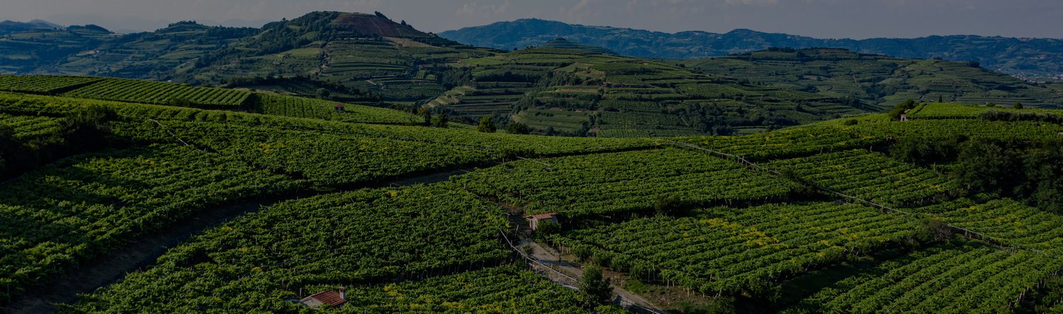 Weinberge im Veneto