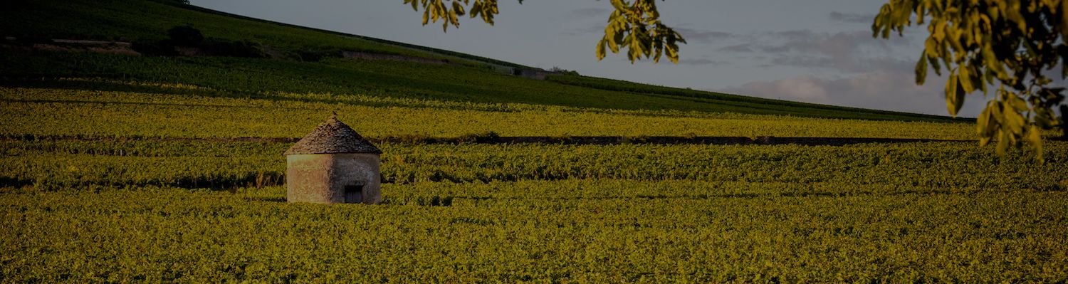 Weinregion Burgund Weinberg im Herbst