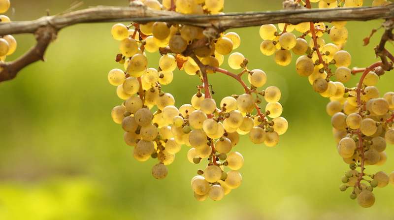 Weißwein Trauben am Rebstock