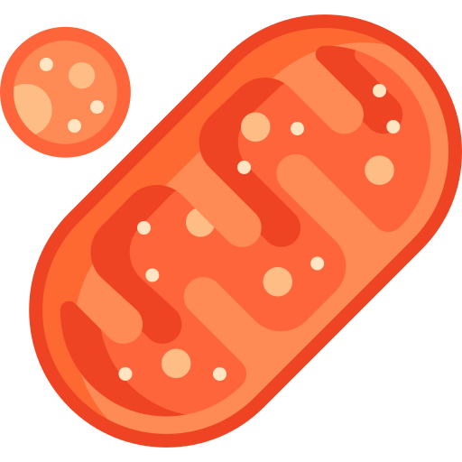 Mitochondria