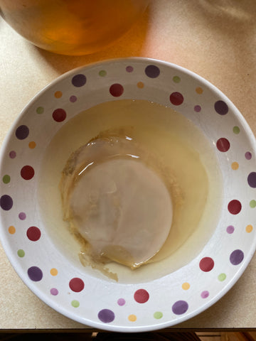 Essentially Loved Quilts Kombucha SCOBY