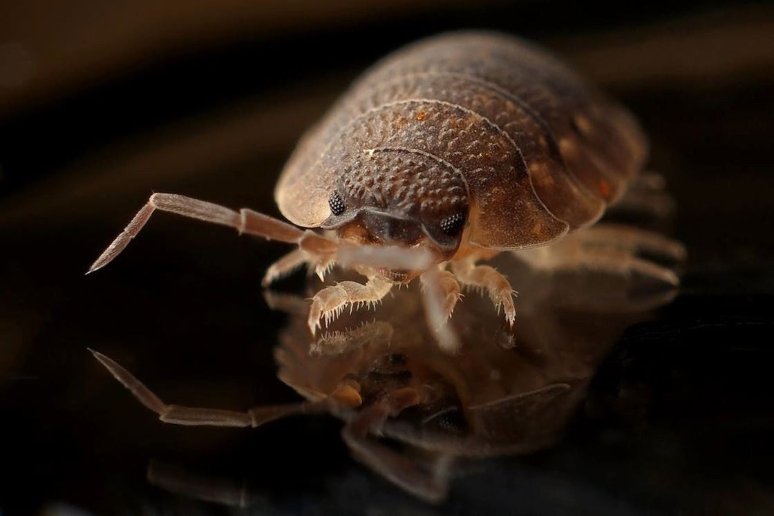 Close up of a brown bed bug